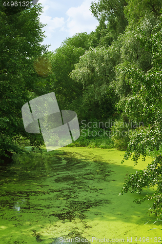 Image of Summer Green Landscape With Duckweed River