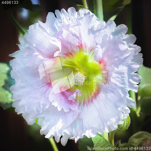 Image of Hollyhock or Malva White Flower In The Garden Closeup