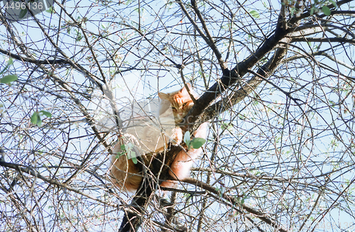 Image of Cat Climbed A Tree And Looking Down