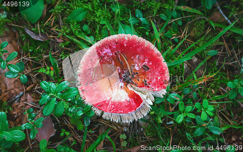 Image of Wild Red Mushroom In The Wet Forest Close-up