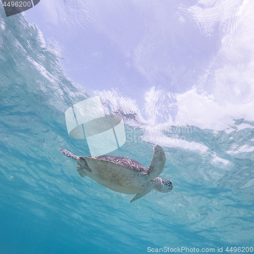 Image of Sea turtle swimming freely in the blue ocean.