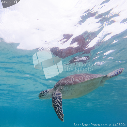 Image of Sea turtle swimming freely in the blue ocean.