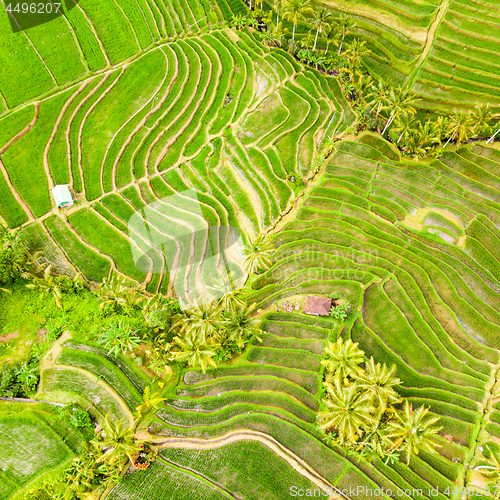 Image of Drone view of Jatiluwih rice terraces and plantation in Bali, Indonesia, with palm trees and paths.