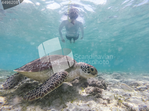 Image of Woman on vacations wearing snokeling mask swimming with sea turtle in turquoise blue water of Gili islands, Indonesia. Underwater photo.