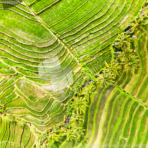 Image of Drone view of Jatiluwih rice terraces and plantation in Bali, Indonesia, with palm trees and paths.