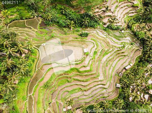 Image of Drone view of Tegalalang rice terrace in Bali, Indonesia, with palm trees and paths for touristr to walk around plantations