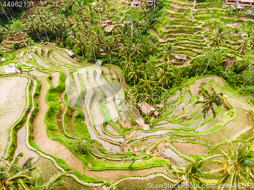 Image of Drone view of Tegalalang rice terrace in Bali, Indonesia, with palm trees and paths for touristr to walk around plantations