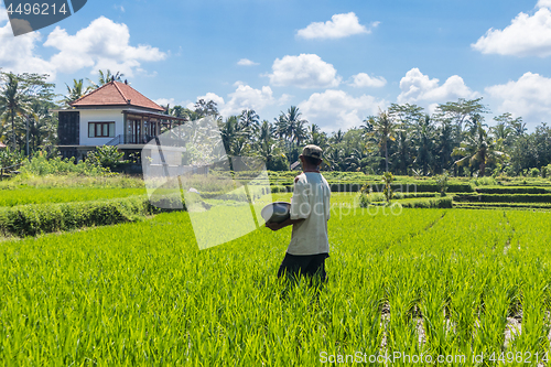 Image of Male farmer working in beautiful rice terrace plantation near Ubud,Bali, Indonesia, south east Asia