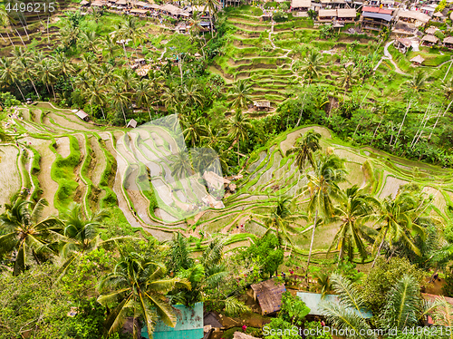 Image of Drone view of Tegalalang rice terrace in Bali, Indonesia, with palm trees and paths for touristr to walk around plantations