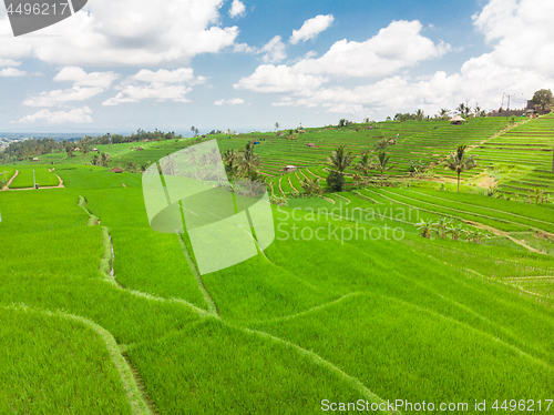 Image of Jatiluwih rice terraces and plantation in Bali, Indonesia, with palm trees and paths.