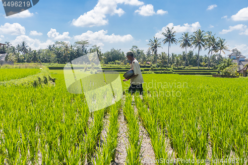 Image of Male farmer working in beautiful rice terrace plantation near Ubud,Bali, Indonesia, south east Asia