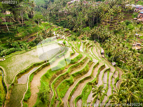 Image of Drone view of Tegalalang rice terrace in Bali, Indonesia, with palm trees and paths for touristr to walk around plantations