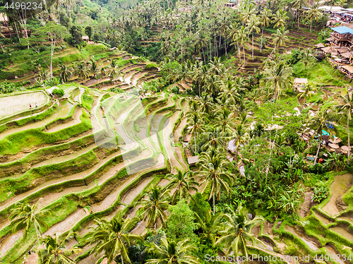 Image of Drone view of Tegalalang rice terrace in Bali, Indonesia, with palm trees and paths for touristr to walk around plantations