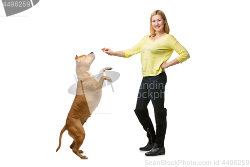 Image of Girl with amstaff dog