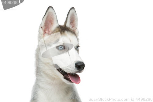 Image of Cute husky puppy dog