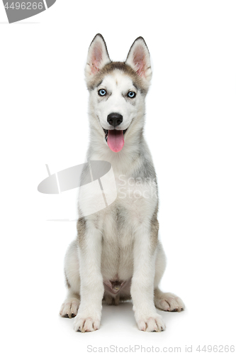 Image of Cute husky puppy dog