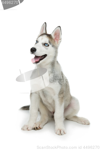 Image of Cute husky puppy dog