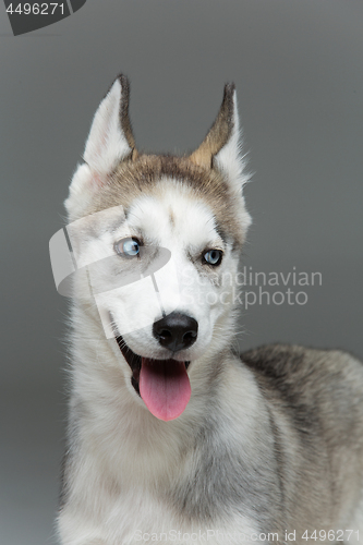 Image of Cute husky puppy dog