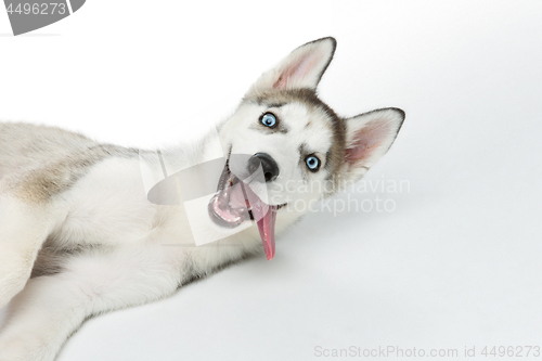 Image of Cute husky puppy dog