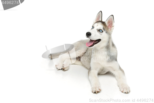 Image of Cute husky puppy dog