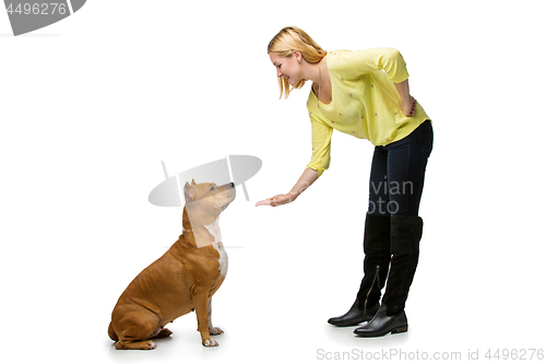 Image of Girl with amstaff dog