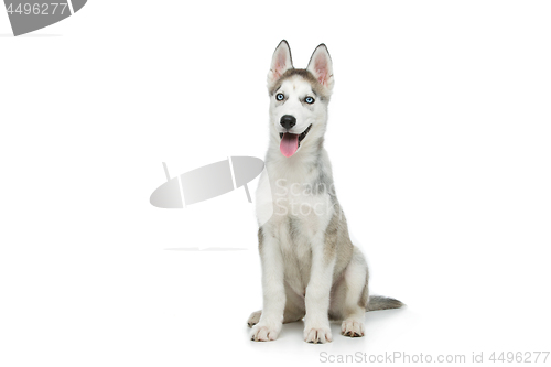 Image of Cute husky puppy dog