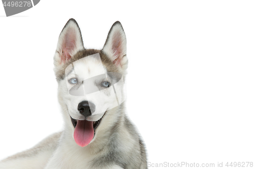 Image of Cute husky puppy dog