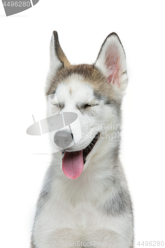 Image of Cute husky puppy dog