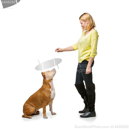 Image of Girl with amstaff dog