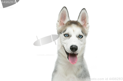 Image of Cute husky puppy dog