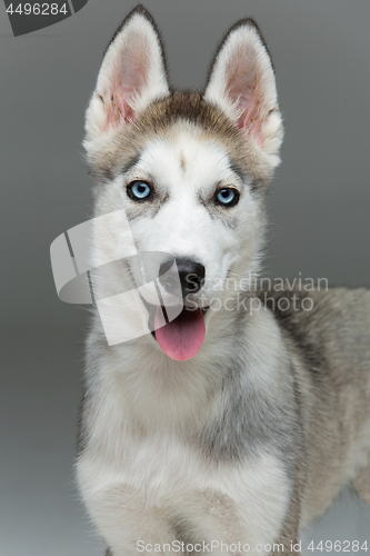 Image of Cute husky puppy dog