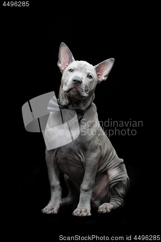 Image of Thai ridgeback puppy