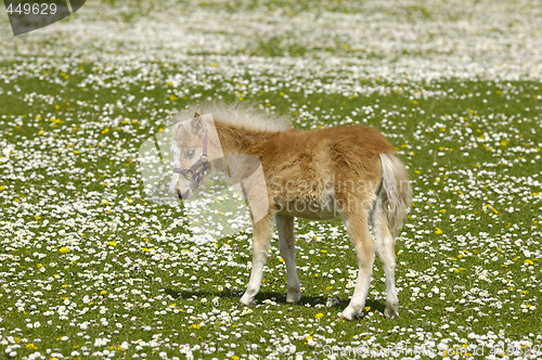 Image of Horse foal on flower field