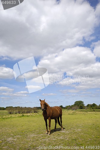 Image of Horse