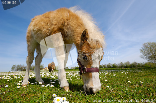 Image of Horse foal is eating grass