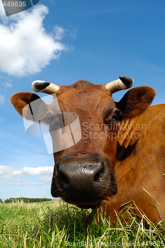 Image of Cow