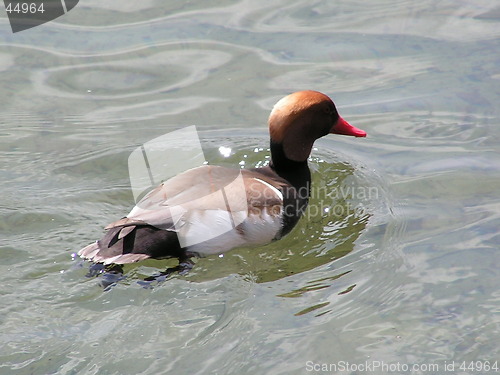 Image of Red-crested Pochard