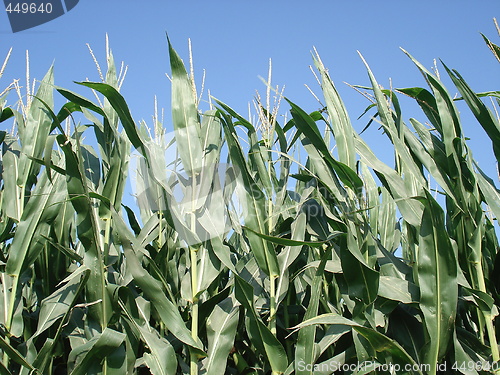 Image of Corn Field