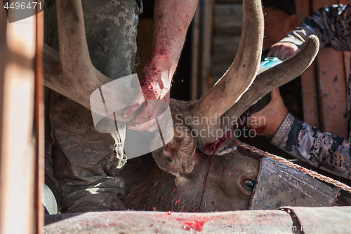 Image of Cutting antlers of Altaic stag maral