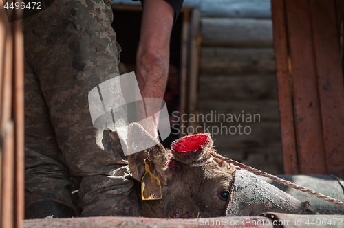 Image of Cutting antlers of Altaic stag maral