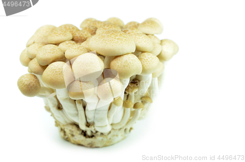 Image of Fresh beech mushroom