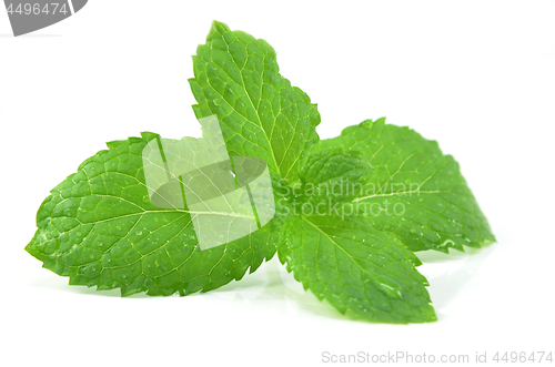 Image of Fresh peppermint leaves