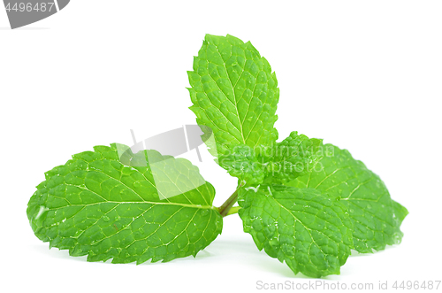 Image of Fresh peppermint leaves