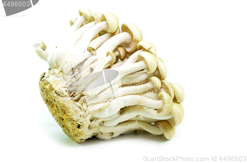Image of Fresh beech mushroom