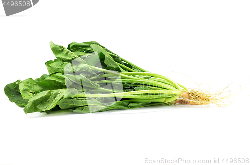 Image of Fresh bunch of spinach