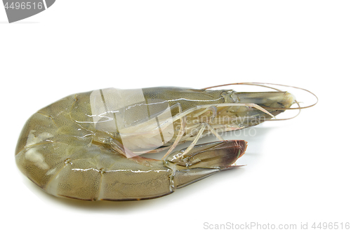 Image of Raw fresh shrimp