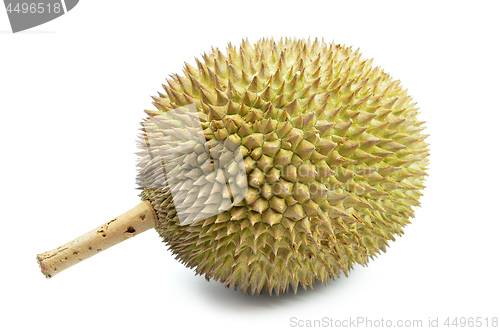 Image of Fresh durian on isolate white background