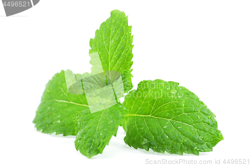 Image of Fresh peppermint leaves