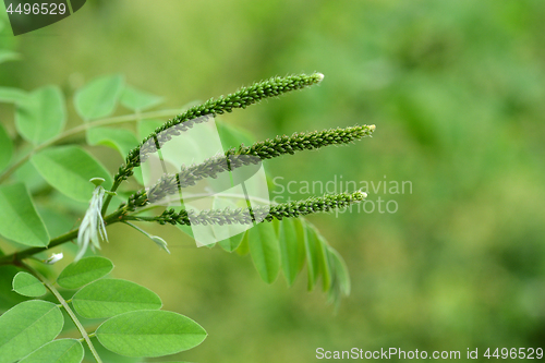 Image of False indigo-bush