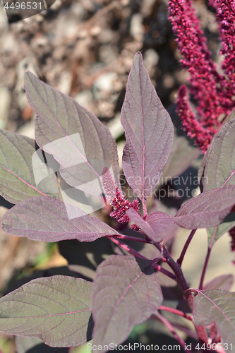 Image of Purple Amaranth Velvet Curtains